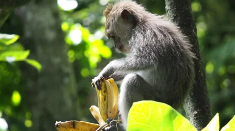 Wild Monkey Eating a Banana in the Forest (1 of 3) Stock Footage 30708513