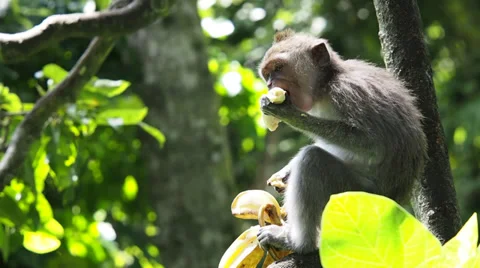 Wild Monkey Eating a Banana in the Forest (2 of 3) Stock Footage