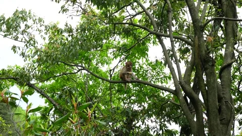 Wild monkey eating a biscuit on a tree branch in Zhangjiajie, China Stock Footage 336698361