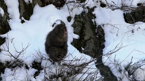 Wild monkey eating food in cold snow with ice during difficult times. Macaca-Dan Stock Footage 144537165