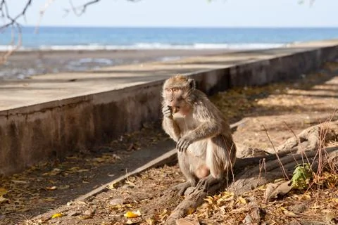 Wild monkey eating fruit. Stock Photos