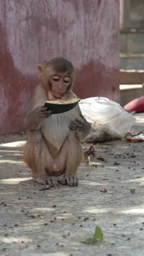 Wild Monkey Eating Watermelon on Street in India Stock Footage 339724295