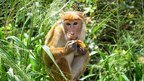 Wild Monkey eats bananas. natural habitat. Stock Footage 122170503