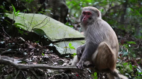 Wild monkey Video stock 43213416