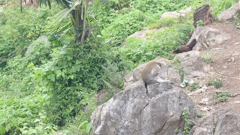 Wild Monkey 스톡 동영상 119799373