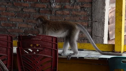 Wild Monkey 스톡 동영상 119799384