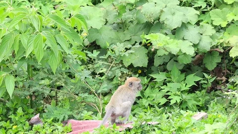 Wild Monkey 스톡 동영상 119799445