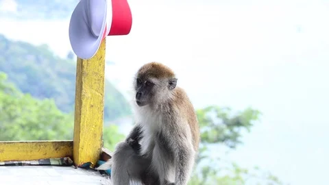 Wild Monkey Vídeos de archivo 119799491