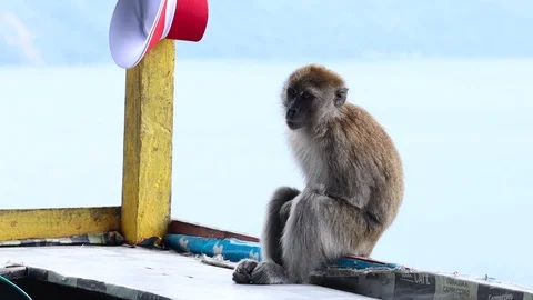 Wild Monkey Stock Footage 119799495