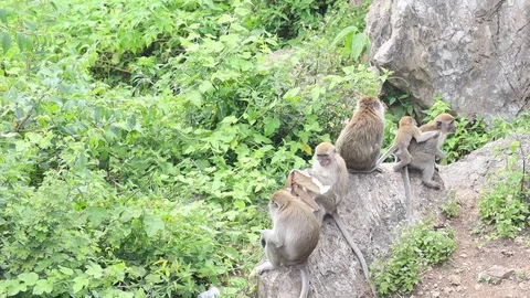 Wild Monkey Stock Footage 119799499