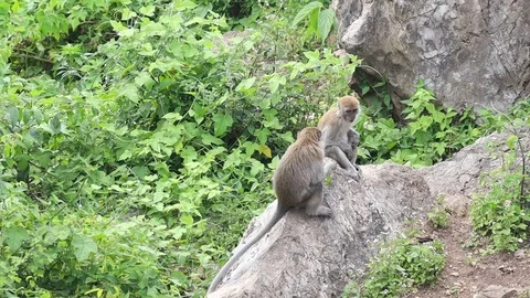 Wild Monkey 스톡 동영상 119799503