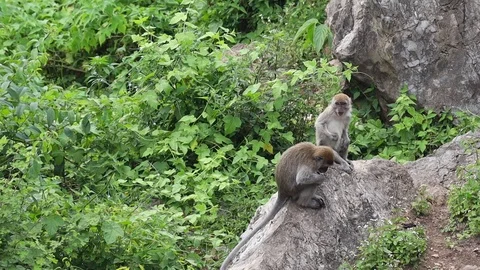 Wild Monkey Vídeos de archivo 119799577