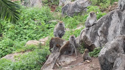 Wild monkey Video stock 119799649