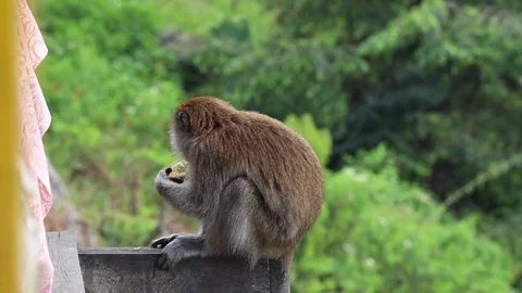Wild Monkey Stock Footage 119799657