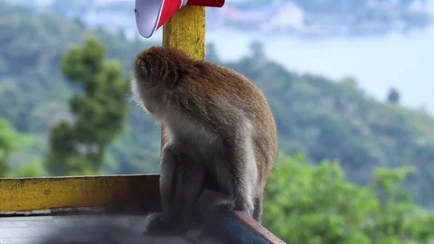 Wild Monkey Stock Footage 119799697