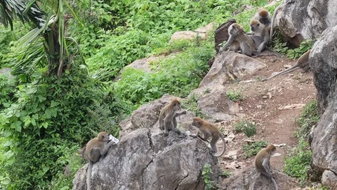 Wild Monkey Vídeos de archivo 119799708