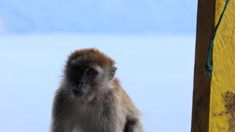 Wild Monkey 스톡 동영상 119849301