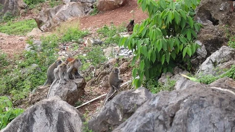 Wild Monkey Stock Footage 119849505