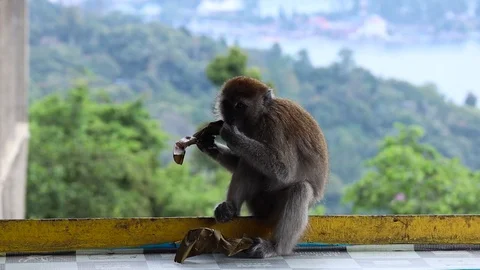 Wild Monkey Stock Footage 119849585