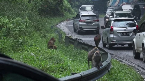 Wild Monkey Video stock 119895608