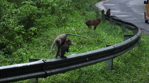 Wild monkey Video stock 119895621