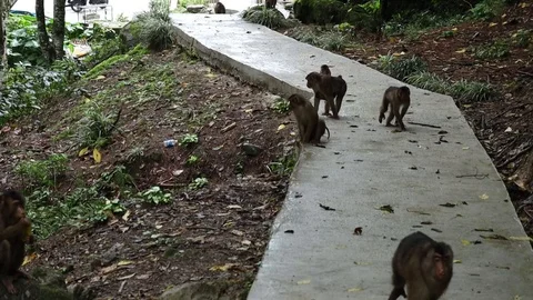 Wild Monkey 스톡 동영상 120182769