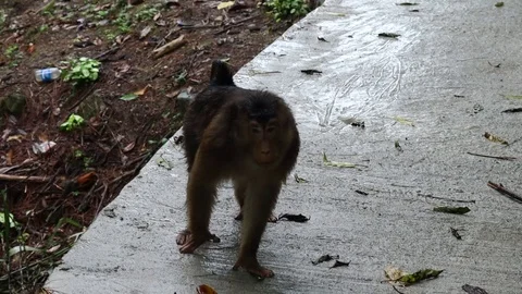 Wild Monkey 스톡 동영상 120182822