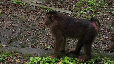 Wild Monkey Video stock 120184806