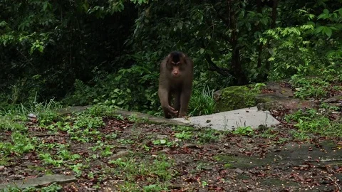 Wild Monkey Stock Footage 120184824