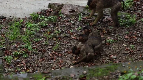 Wild Monkey Vídeos de archivo 120185041