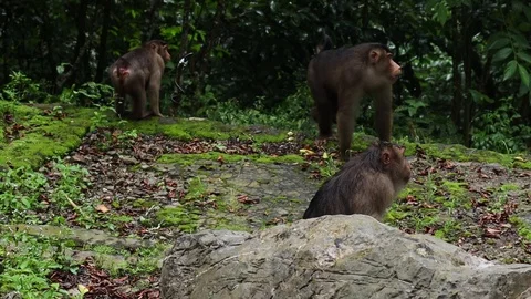 Wild Monkey 스톡 동영상 120185136