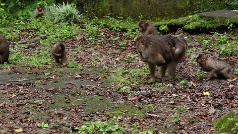 Wild Monkey Vídeos de archivo 120185376