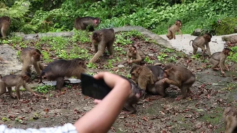 Wild Monkey Stock Footage 120185635