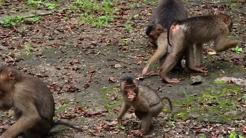 Wild Monkey 스톡 동영상 120185666