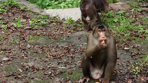 Wild Monkey Video stock 120185724