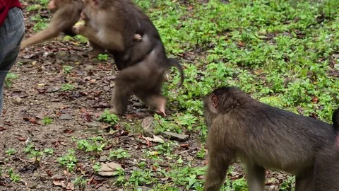 Wild Monkey Vídeos de archivo 120185744