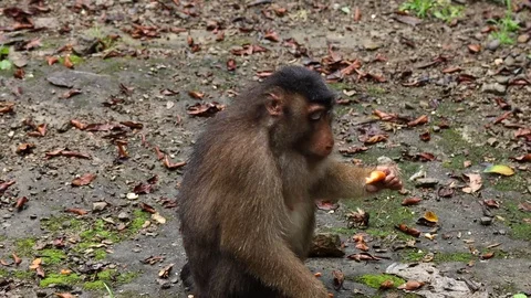 Wild Monkey Video stock 120185792