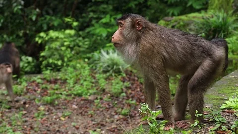 Wild Monkey 스톡 동영상 120185832