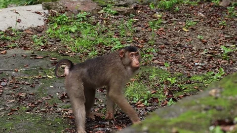 Wild Monkey Vídeos de archivo 120185900