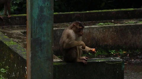 Wild Monkey Video stock 120186011