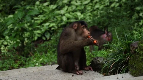 Wild Monkey 스톡 동영상 120186039