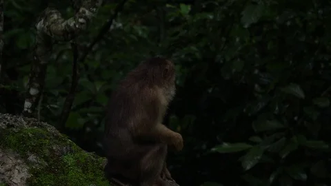 Wild Monkey Video stock 120186084