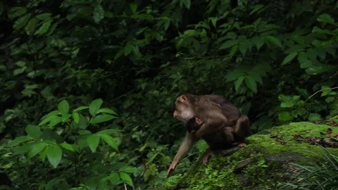 Wild Monkey Vídeos de archivo 120186146