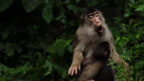 Wild Monkey Video stock 120186256