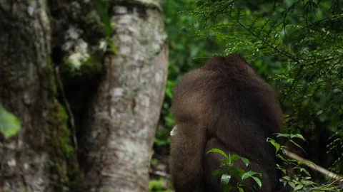 Wild Monkey Vídeos de archivo 120186266