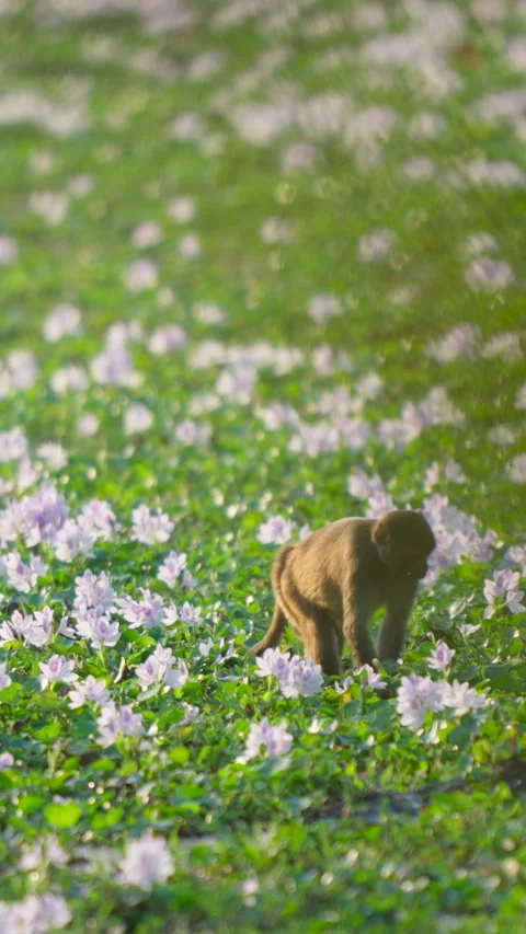 Wild Monkey Foraging In Field Of Purple Flowers In India Stock Footage 342121163