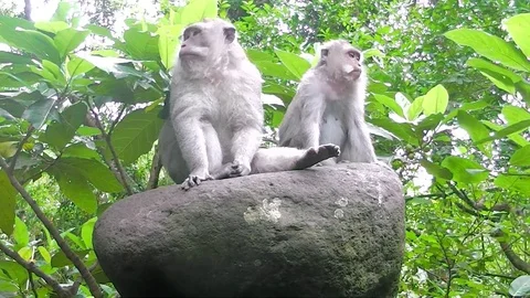 Wild monkey in the forest 스톡 동영상 82955164