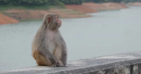 Wild monkey in the forest Stock Footage 131798848