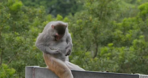 Wild monkey in the forest Stock Footage 131835978