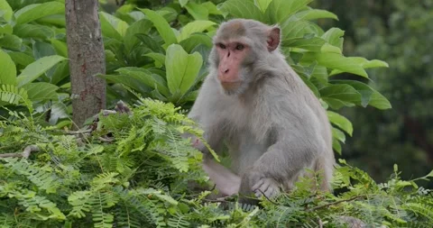 Wild monkey in the forest Stock Footage 131836481